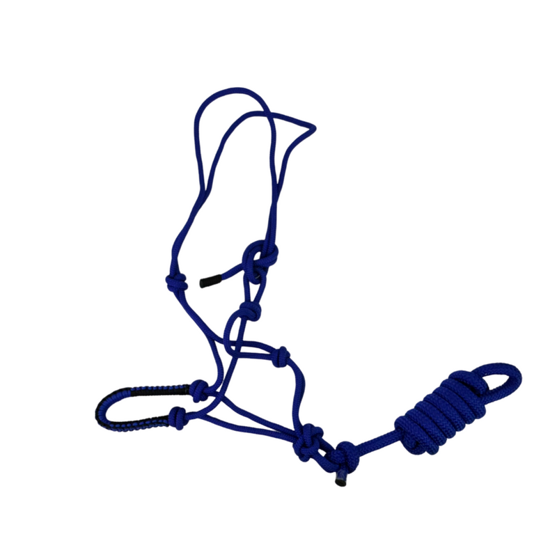 Halter & Lead