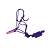 Halter & Lead